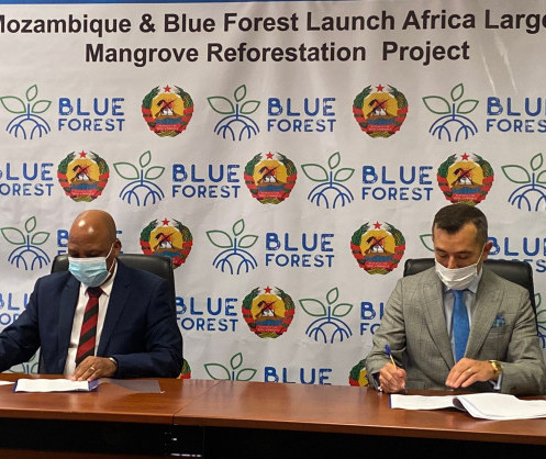 Le Mozambique et Blue Forest lancent le plus grand projet de restauration de mangrove d’Afrique