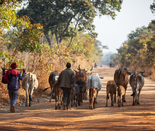 En Zambie, la Banque africaine de développement aide les petits éleveurs à s’adapter au changement climatique