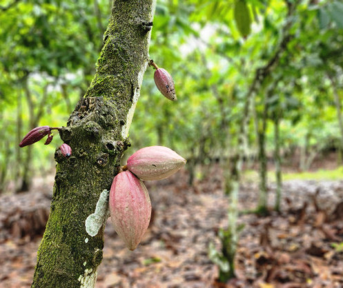 Semer les graines de la réussite : le programme de crédit de la Banque africaine de développement permet à un distributeur d’intrants agricoles de décupler l’offre d’engrais pour les plantations de cacao en Côte d’Ivoire