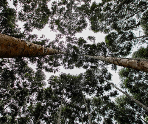 En Ouganda : des achats responsables | Forest Stewardship Council