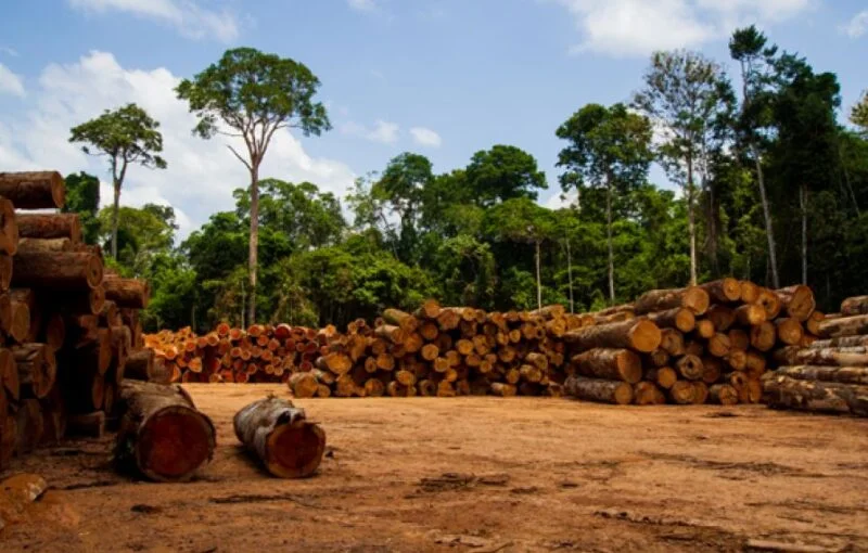 L’or vert du Cameroun : une stratégie économique fondée sur la nature