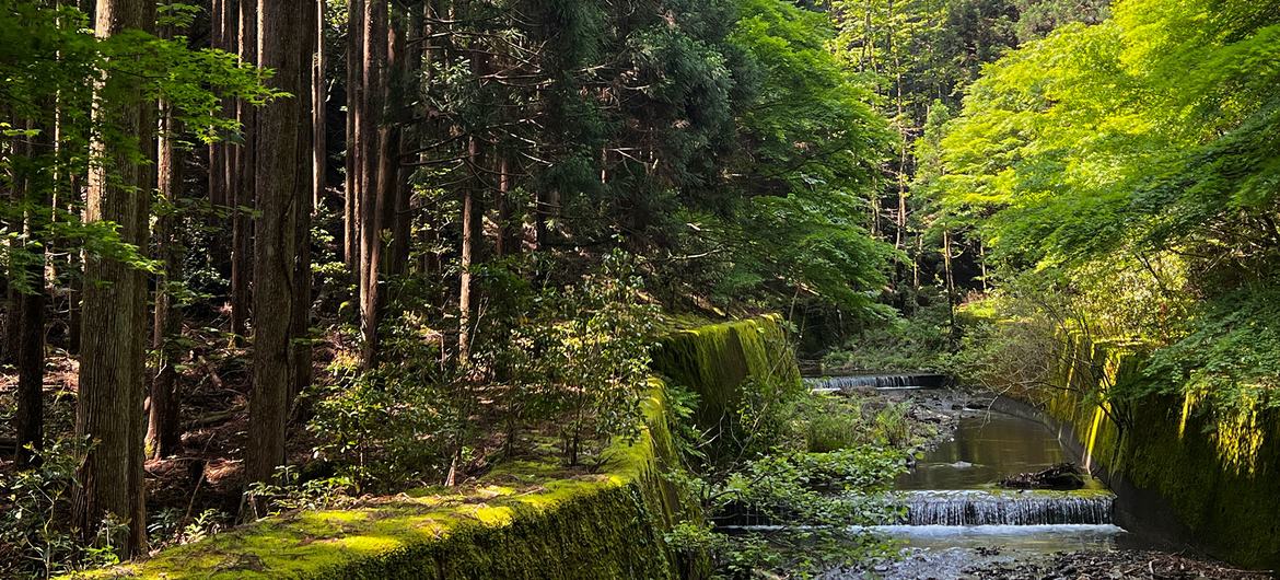 La déforestation ralentit, mais les forêts restent sous pression