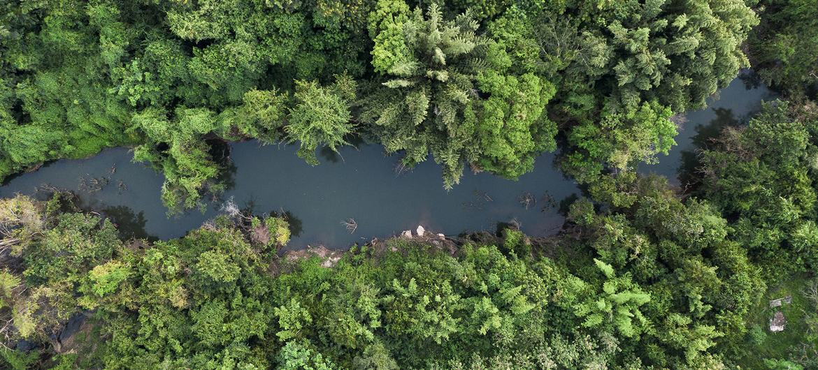 L’ONU appelle à tripler les fonds pour protéger les forêts tropicales en voie de disparition