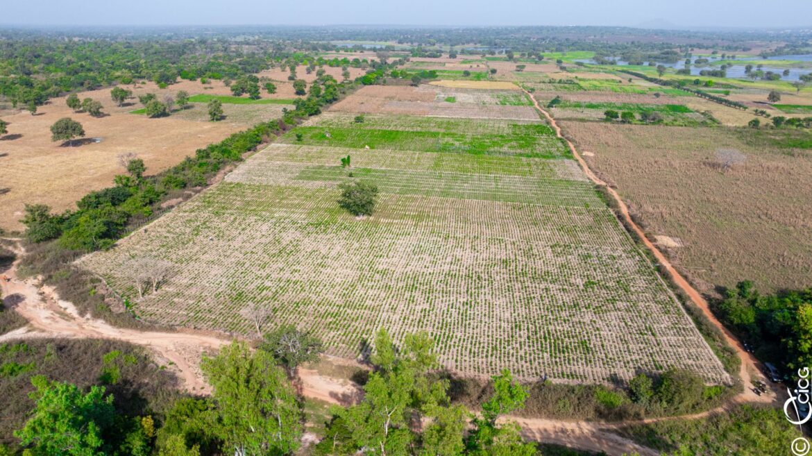 Côte d’Ivoire – Projet d’Appui au Programme Social du Gouvernement (PA-PSGouv) : Le projet améliore les conditions de vie et de travail des agriculteurs