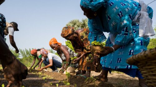 Les Africains en première ligne face à la crise de la biodiversitéRestoration_African-Farmers-Transforming-Food-System_Senegal_Todd-Brown_29-1200x800 (1).jpg