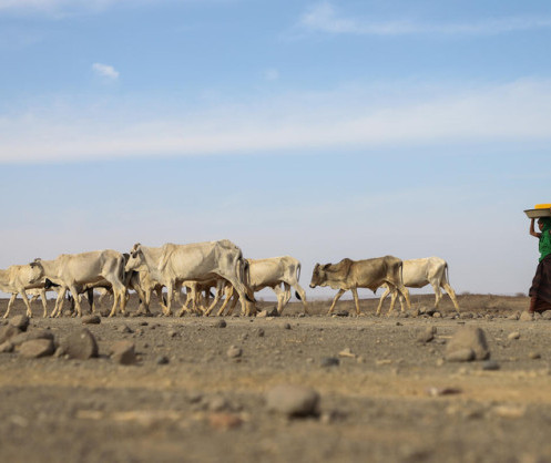 13 millions de personnes font face à une grave faim alors que la sécheresse s’empare de la corne de l’Afrique