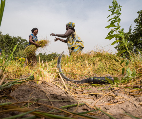 Gambie : la Banque africaine de développement accorde un financement supplémentaire de 16 millions de dollars pour renforcer l’agriculture et la sécurité alimentaire