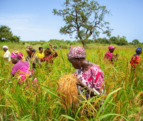 Sénégal : la Banque africaine de développement fait un don de 20 millions de dollars pour renforcer la sécurité alimentaire et accroître les revenus de petits producteurs
