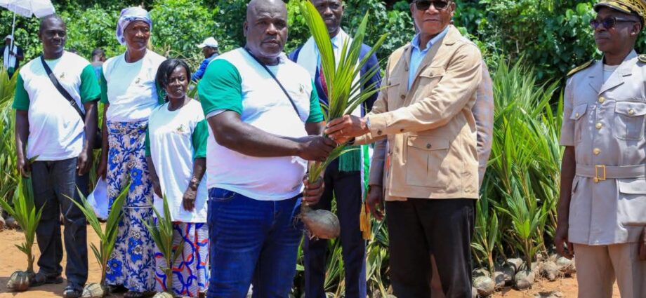 Face aux défis majeurs de la faible productivité des vergers et des difficultés d'accès aux plantations villageoises, plus de 100 000 hectares de nouveaux vergers de cocotiers sont prévus d'ici dix ans Imprimer Partager Copier le texte Obtenir le logo de la source ABIDJAN, Côte d'Ivoire, 3 août 2026/APO Group/ -- Le ministre de l'Agriculture, du Développement rural et des Productions vivrières, Bruno Nabagné Koné, a procédé, le 31 juillet à Grand-Béréby, au lancement officiel du programme intérimaire de développement des filières palmier à huile et coco, marquant la volonté des plus hautes autorités ivoiriennes de repositionner la Côte d’Ivoire parmi les principaux producteurs et transformateurs de palmier à huile et de noix de coco. Selon Bruno Nabagné Koné, le programme intérimaire est la phase pilote dont le succès va poser les bases d’une mise en œuvre plus efficace et à une échelle beaucoup plus grande des différentes stratégies en préparation. « Notre ambition est de reconstruire une filière coco sinistrée pendant trop longtemps », a-t-il expliqué. Face aux défis majeurs de la faible productivité des vergers et des difficultés d'accès aux plantations villageoises, plus de 100 000 hectares de nouveaux vergers de cocotiers sont prévus d'ici dix ans, portés par une stratégie nationale en cours d'élaboration. Grâce aux avancées de la recherche agronomique, de nouvelles variétés rendent désormais possible l'implantation du cocotier dans plusieurs régions du pays, une véritable ouverture de perspectives pour les producteurs, a souligné le ministre Bruno Nabagné Koné. Pour la filière palmier à huile, le ministre de l’Agriculture a annoncé la mise en place d’une nouvelle stratégie d’appui au développement, d’un coût global de 1 077 milliards FCFA. Les objectifs fixés par le gouvernement sont, entre autres, l’accès aux engrais, l’accès aux plants certifiés pour améliorer les rendements, l’amélioration de l’état des pistes de desserte agricole et l’accès au crédit pour les producteurs afin de moderniser les outils de production industrielle. Toutes ces initiatives visent à garantir la compétitivité et la durabilité de ces deux filières au profit des acteurs. « Nous avons confiance en nos producteurs. Le gouvernement sera à leurs côtés pour transformer le potentiel agricole de notre pays en véritables opportunités économiques », a-t-il assuré. Pour sa part, Félix Anoblé, président du conseil d'administration du Conseil Hévéa-Palmier à Huile-Coco, a exhorté les pépiniéristes à produire des plants certifiés afin de garantir la compétitivité, avant d’insister sur la transformation locale pour créer des emplois, plus de valeur ajoutée et de revenus. Distribué par APO Group pour Portail Officiel du Gouvernement de Côte d'Ivoire. Afrique Agriculture Côte d'Ivoire